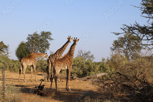 Photography Giraffe / Giraffe / Giraffa Camelopardalis