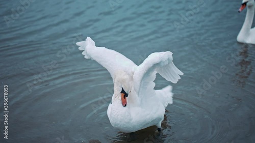 Portrait of elegant swan flapping his wings in the water. Graceful bird rotating his thin neck and enjoying the beauty of the lake and nature. Concept elegance. Wildlife and fauna. Symbol of purity. photo