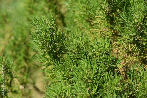 Olivenkraut - Santolina viridis - Olive herb 
