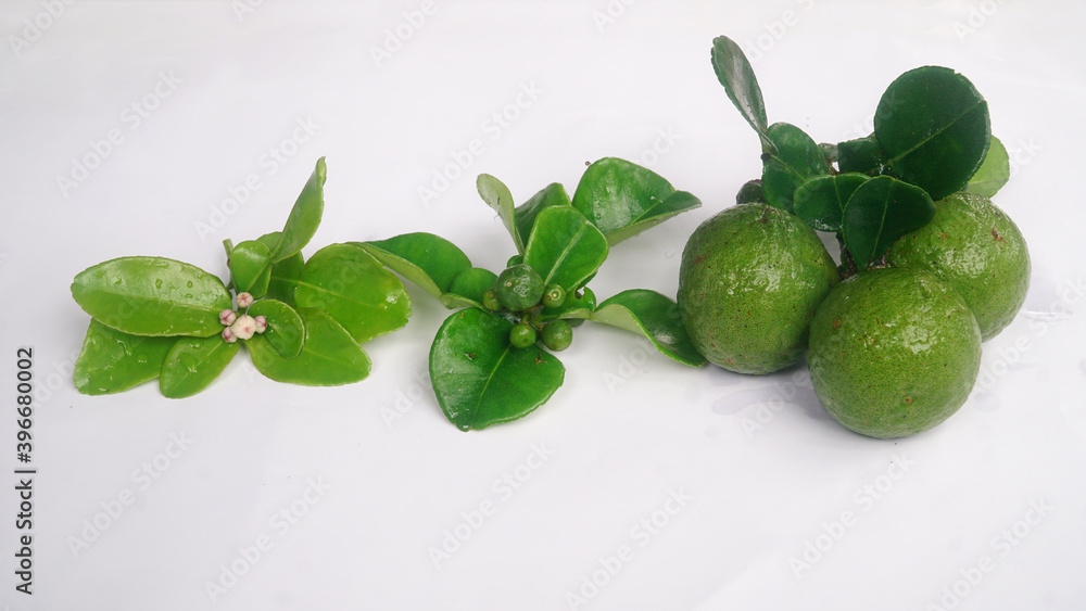 Kaffir lime or Citrus hystrix when it is still flowering, still small, and when it is big and ripe Kaffir lime or Citrus hystrix when it is still flowering, still small, and when it is big and ripe