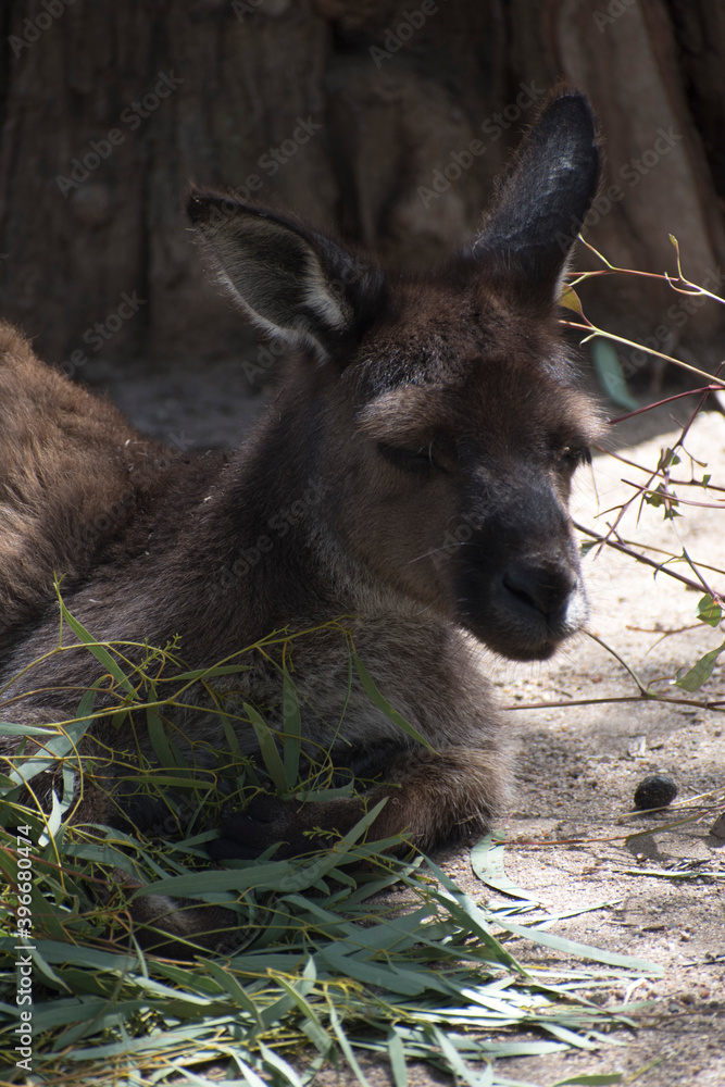 Fototapeta premium Canguro/kanguro saltando en Melbourne Australia.