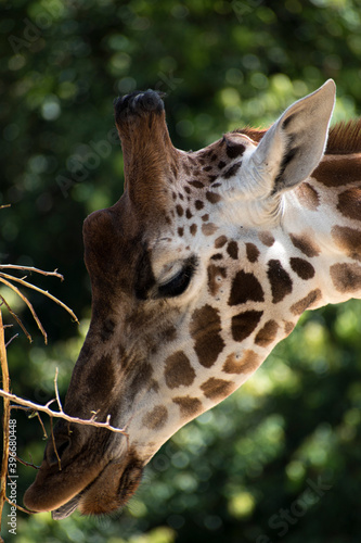 Jirafa/giraffa alimentandose, comiendo.