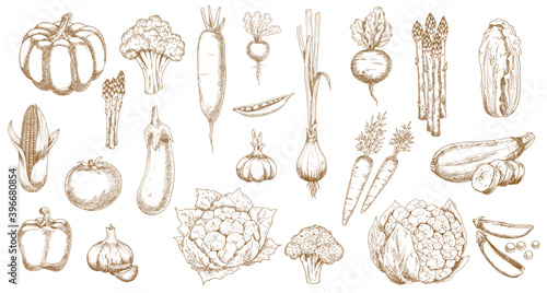 Fresh farm vegetable vector sketches of garden veggie food. Isolated tomato, carrot, broccoli and cabbage, pepper, onion, garlic, radish and cauliflower, zucchini, corn, pea and pumpkin objects photo