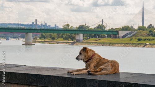 Sad dog on river, abandoned dog