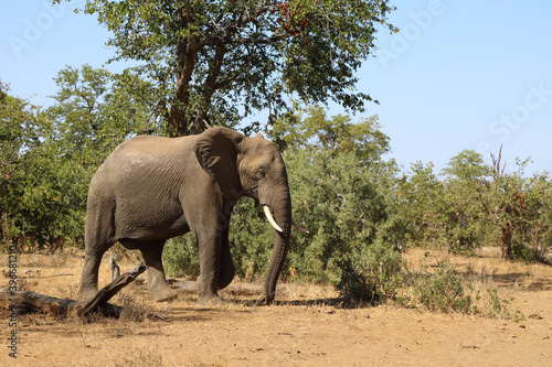 Afrikanischer Elefant   African elephant   Loxodonta africana