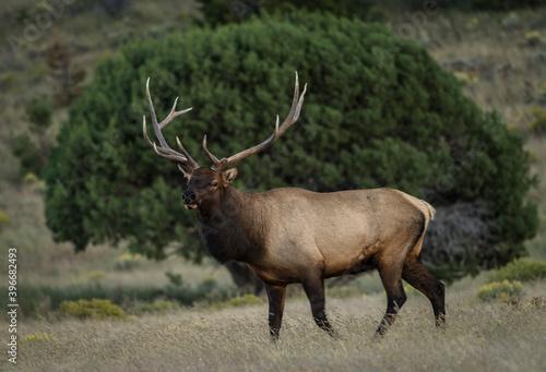 rutting western bull elk 