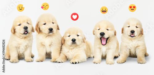 Five adorable golden retriever puppies