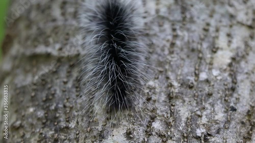 Eupterote tertacea on the tree photo