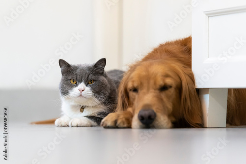 British Shorthair and Golden Retriever © chendongshan