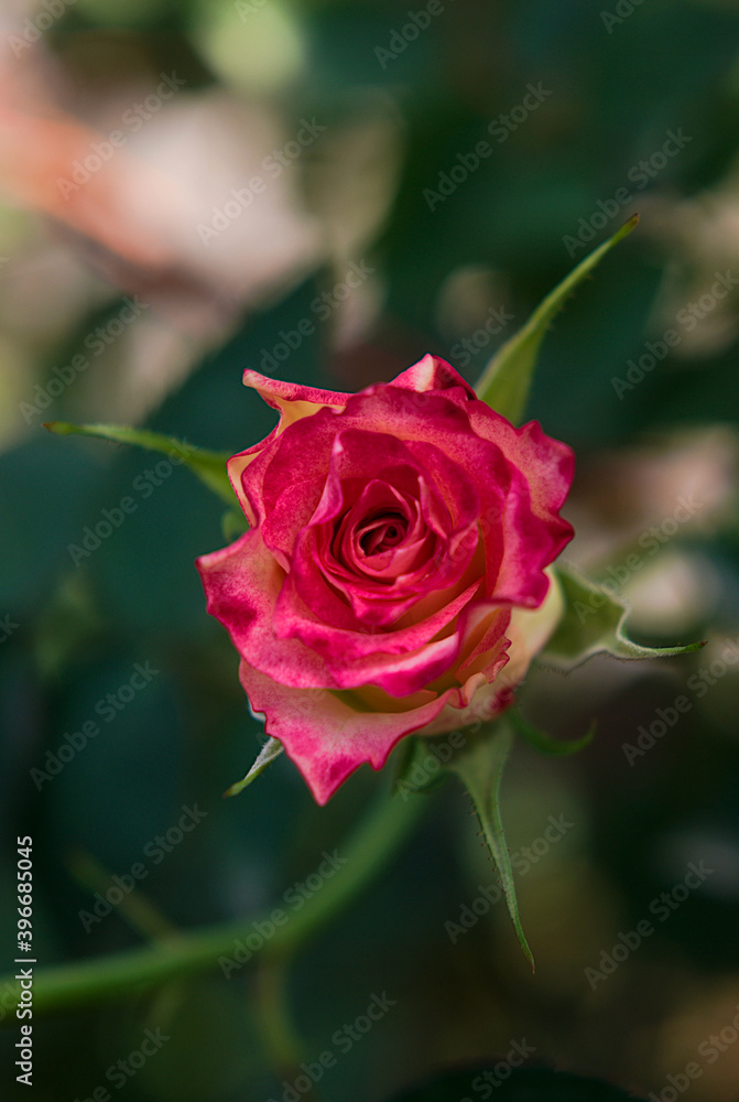 beautiful red rose beautiful red rose