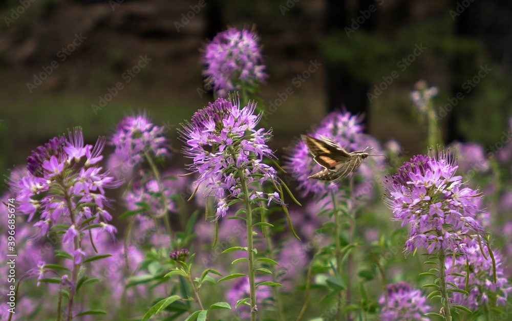 Obraz premium sphynx moth fluttering on bee plants