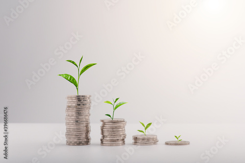The growth of a tree on a pile of coins. Financial growth concept, rising stock concept, investment concept.