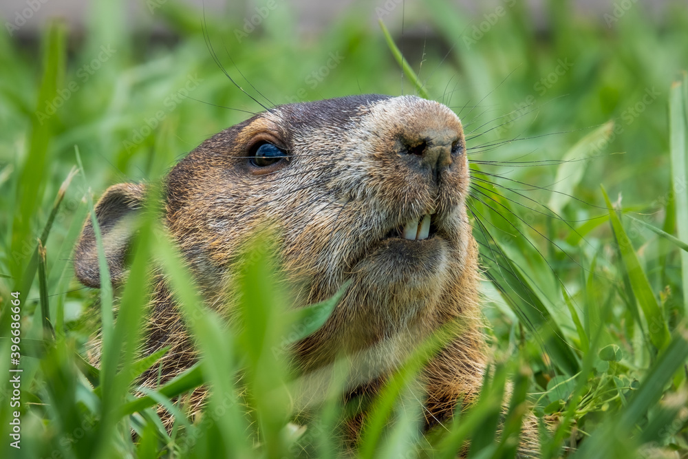 Close up of a Groundhog (Marmota monax) peeking from its burrow. Raleigh, North Carolina. Close up of a Groundhog (Marmota monax) peeking from its burrow. Raleigh, North Carolina.