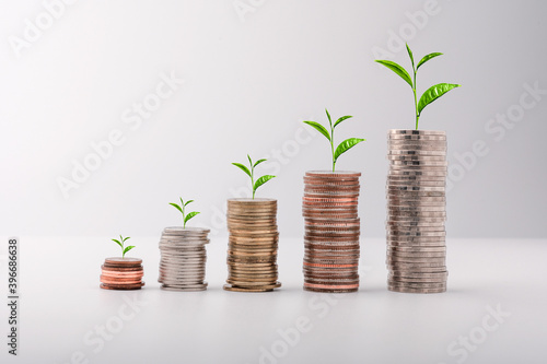 The growth of a tree on a pile of coins. Financial growth concept, rising stock concept, investment concept.