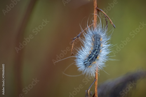 A Fall Webworm  Hyphantria cunea  endures a cool morning with a few drops of dew. Raleigh  North Carolina.