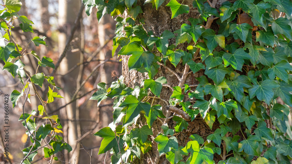 Climbing ivy plant Hedera helix in forest tree Climbing ivy plant Hedera helix in forest tree
