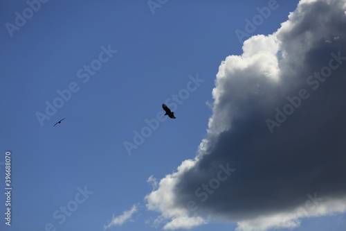 AVE. LIBERTAD,CIELO, DIA ,ZOPILOTE,BUELO,