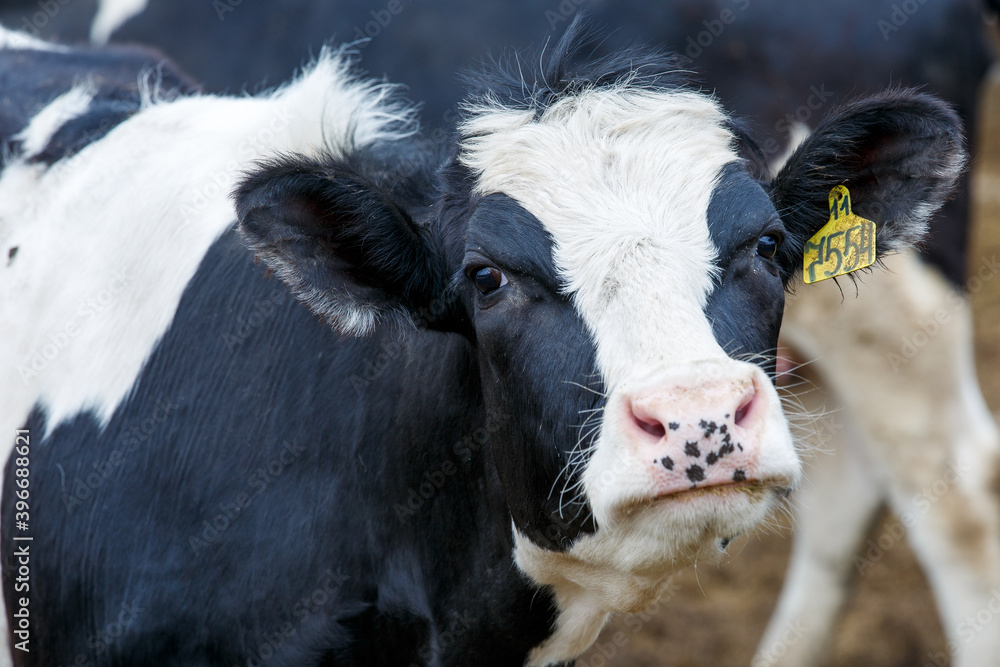 Livestock farm. Close-up. Black and white cow stands in the pasture against the background of hay and looks at the camera Livestock farm. Close-up. Black and white cow stands in the pasture against the background of hay and looks at the camera