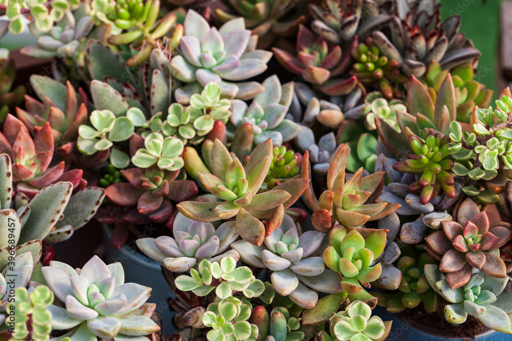 Close up of succulent plants, background or texture. Close up of succulent plants, background or texture.