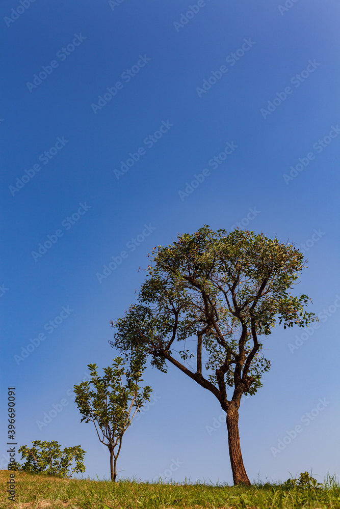 Blue sky and trees, Large tree dominates small tree on hillside. Blue sky and trees, Large tree dominates small tree on hillside.