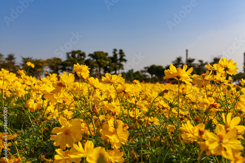 Yellow Flowering Plant, Yellow chrysanthemum under blue sky.