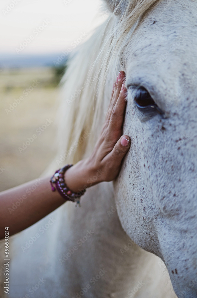 Young woman caressing white horse