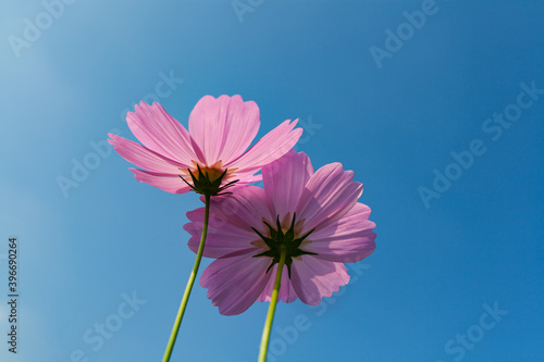 Pink cosmos flower blooming cosmos flower field with blue sky  beautiful vivid natural summer garden outdoor park image.