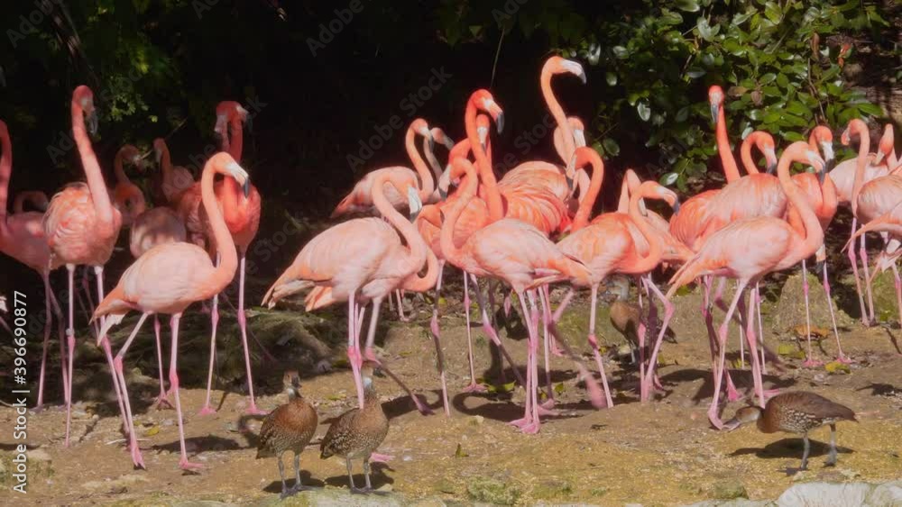 Close shot of ducks and flamingos together, sunbathing Close shot of ducks and flamingos together, sunbathing