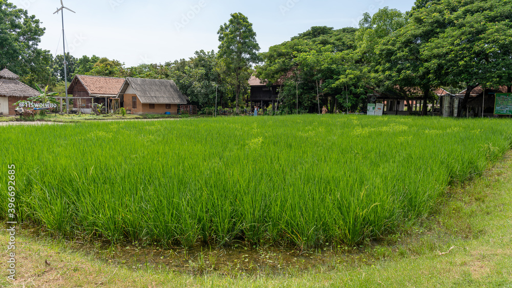 Rice Fields and Lily Plants Rice Fields and Lily Plants