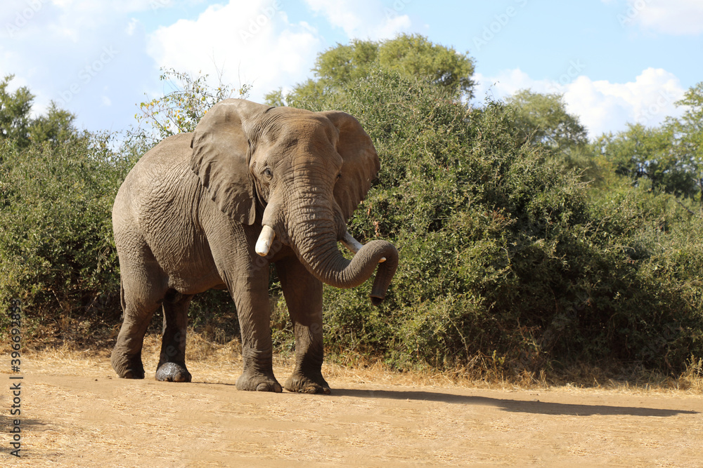 Fototapeta premium Afrikanischer Elefant / African elephant / Loxodonta africana