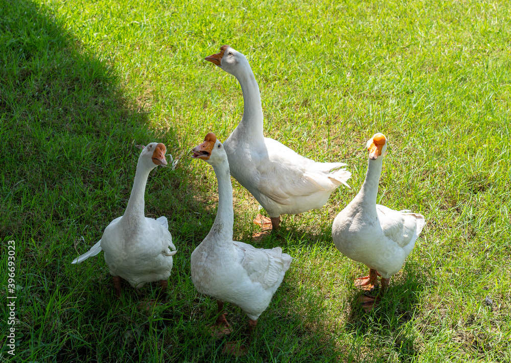 Obraz premium Ducks Geese and Swans 