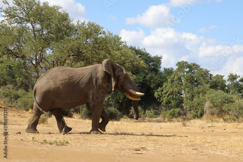 Afrikanischer Elefant   African elephant   Loxodonta africana