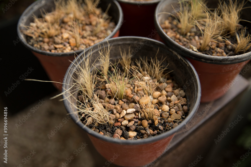 Plant cultivation. Selective focus. Closeup view of brown pots growing young decorative grasses in the urban garden. Plant cultivation. Selective focus. Closeup view of brown pots growing young decorative grasses in the urban garden.