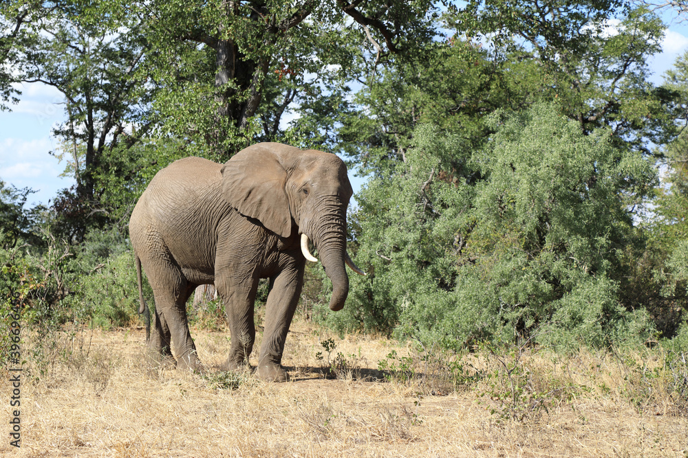 Afrikanischer Elefant / African elephant / Loxodonta africana Afrikanischer Elefant / African elephant / Loxodonta africana