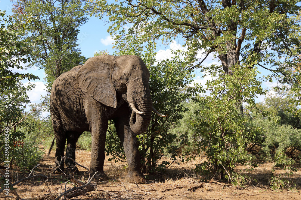 Obraz premium Afrikanischer Elefant / African elephant / Loxodonta africana