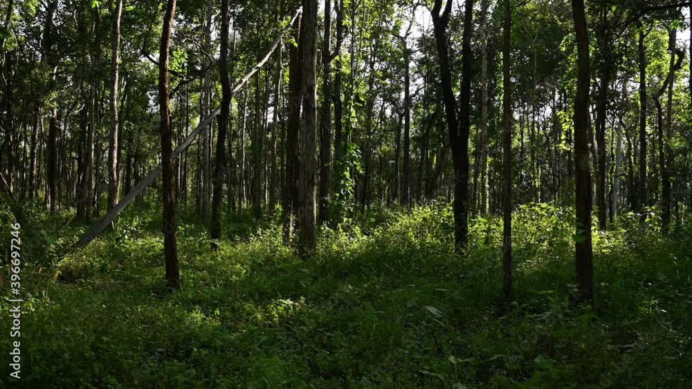 Trees casting shadows in the forest; a longer footage of the forest in Huai Kha Kaeng Wildlife Sanctuary, Thailand. Perfect to add text and presentation. Trees casting shadows in the forest; a longer footage of the forest in Huai Kha Kaeng Wildlife Sanctuary, Thailand. Perfect to add text and presentation.
