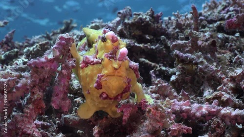 Wallpaper Mural yellow warty frogfish sitting on coral reef. Torontodigital.ca