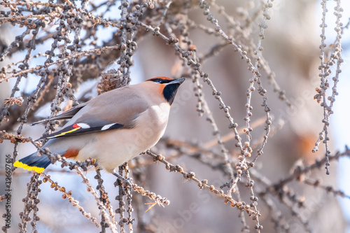 Bohemian waxwing, Latin name Bombycilla garrulus, sitting on the branch in winter or early spring day. The waxwing, a beautiful tufted bird, sits on a branch without leaves.