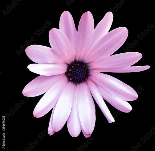 Pink watercolor daisy. Flower on the black isolated background with clipping path.  For design.  Closeup.  Nature.