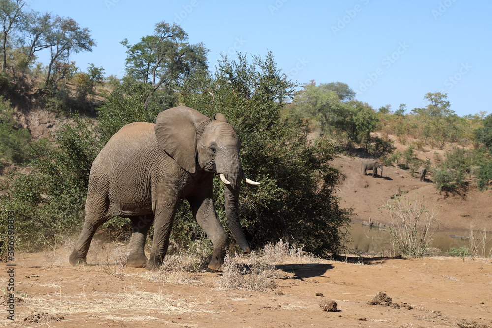 Fototapeta premium Afrikanischer Elefant / African elephant / Loxodonta africana.