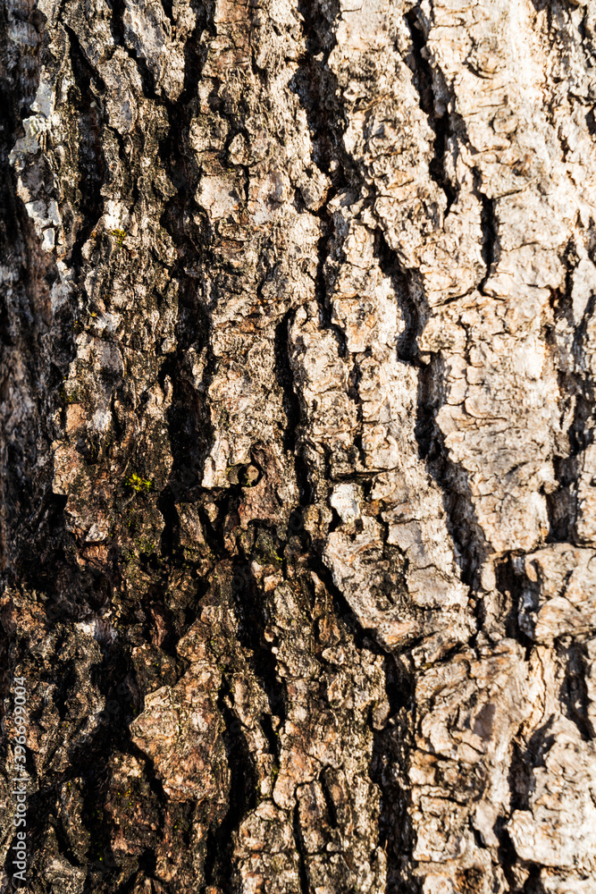 Tree Bark Tree Bark