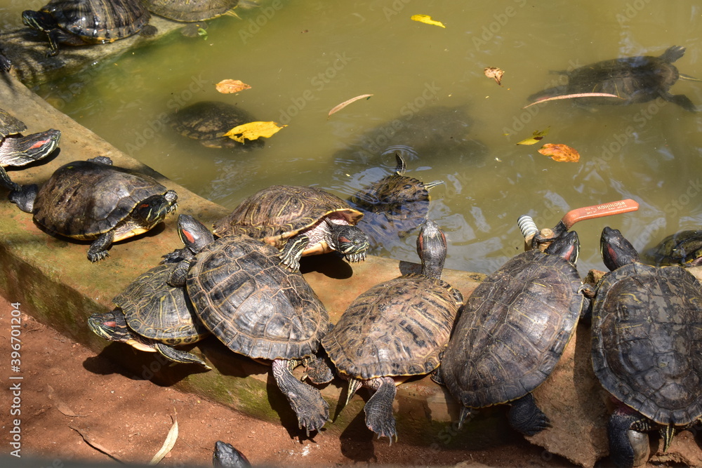 Obraz premium Tortoises near a pool in a national park.