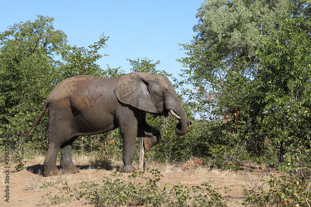 Fototapeta premium Afrikanischer Elefant / African elephant / Loxodonta africana