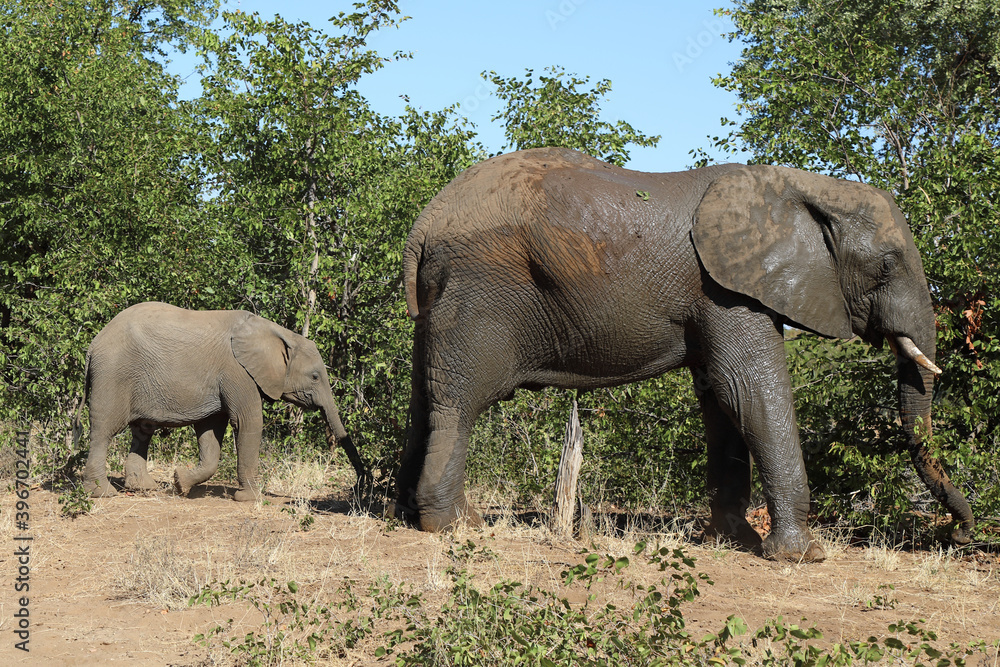 Fototapeta premium Afrikanischer Elefant / African elephant / Loxodonta africana.