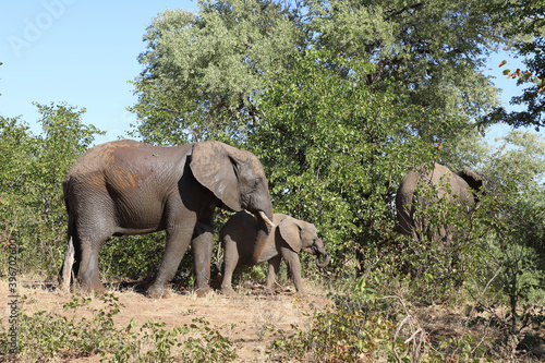 Afrikanischer Elefant   African elephant   Loxodonta africana.