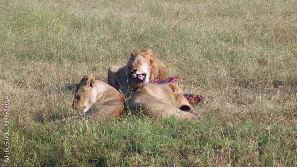 Lion feasting Lion feasting