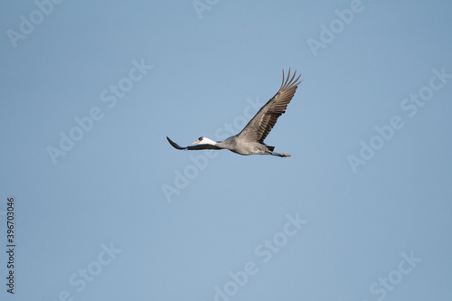 Hooded crane flying with back of blue sky