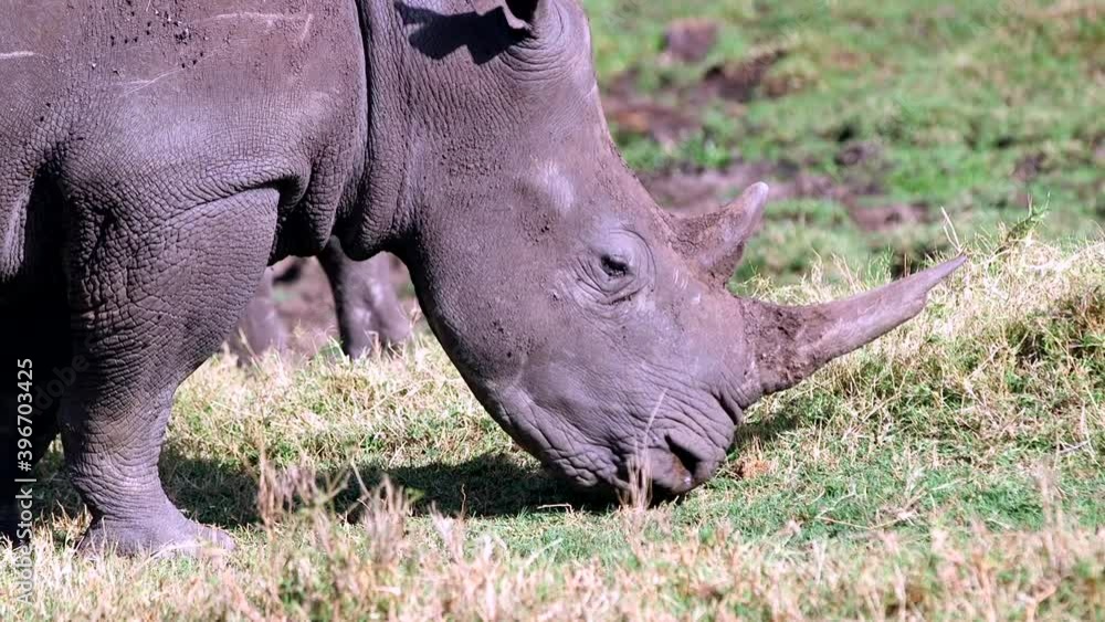 rhino in the wild rhino in the wild