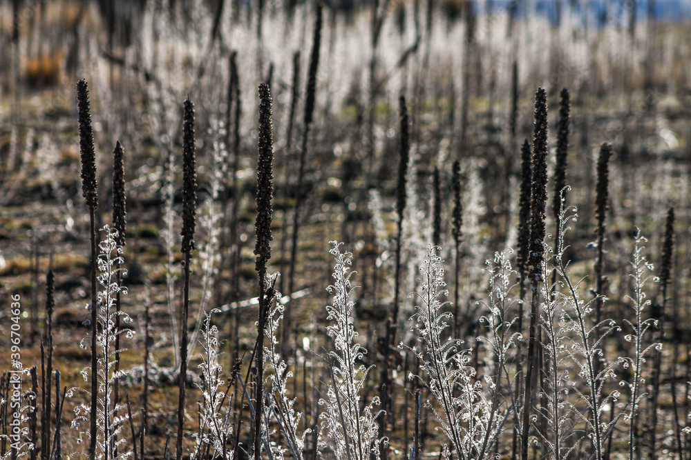 Obraz premium wild plants