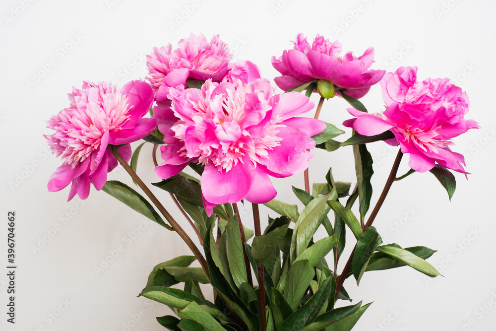 Fototapeta premium Paeonia lactiflora ‘Pink Parfait' bunch of flowers close up taken in studio on white background